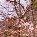 ランプの宿の桜の写真