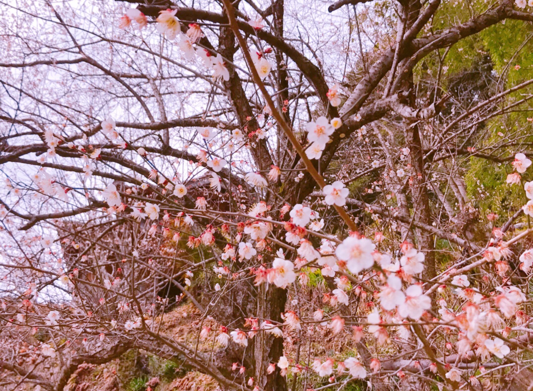 ランプの宿の桜の写真