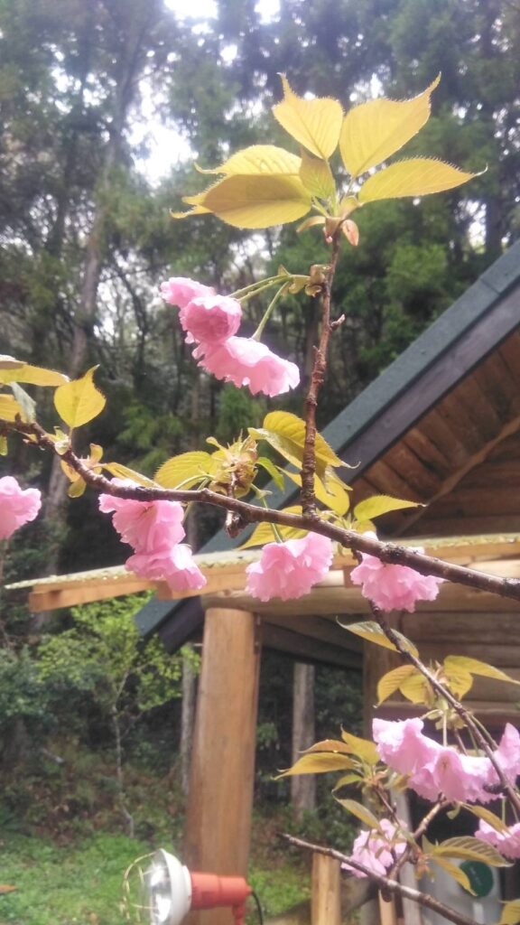ランプの宿の八重桜